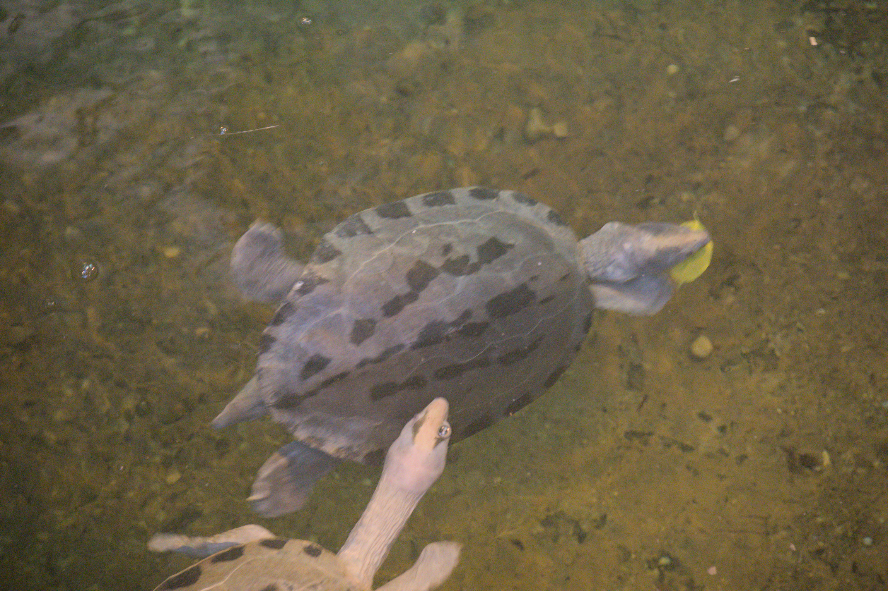 2025/10/12 - zoo/DSC_0147.jpg